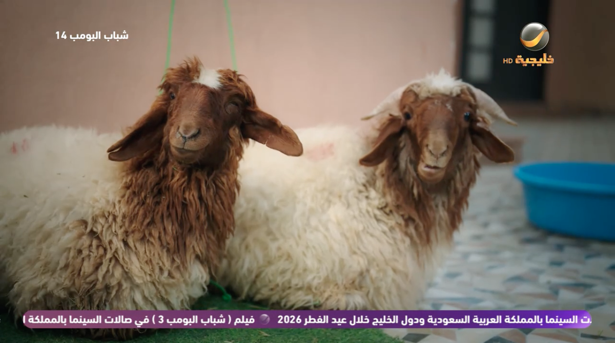 مسلسل شباب البومب 14 الحلقة&nbsp;23