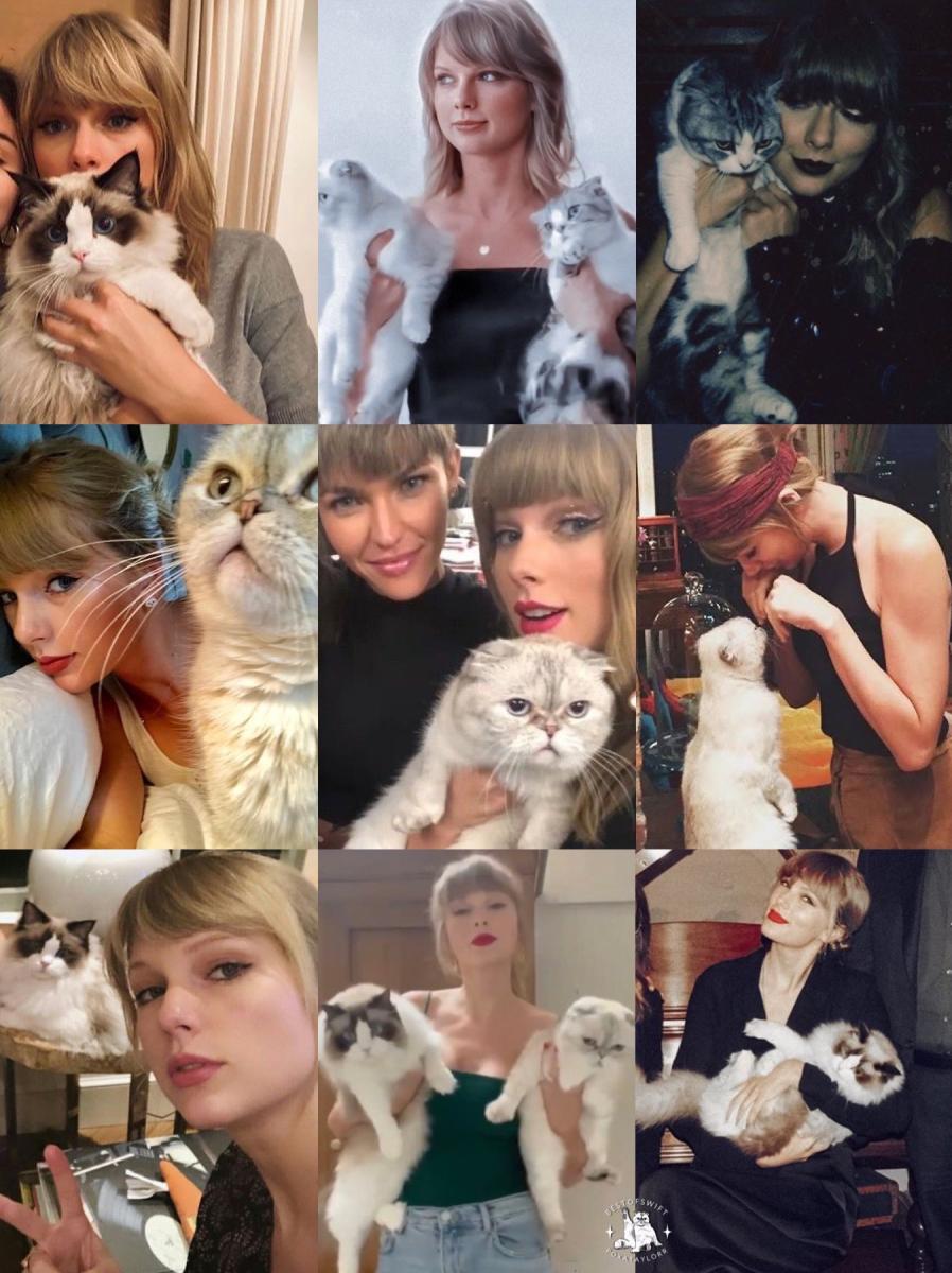 قطط كيوت تايلور سويفت Taylor Swift cats
