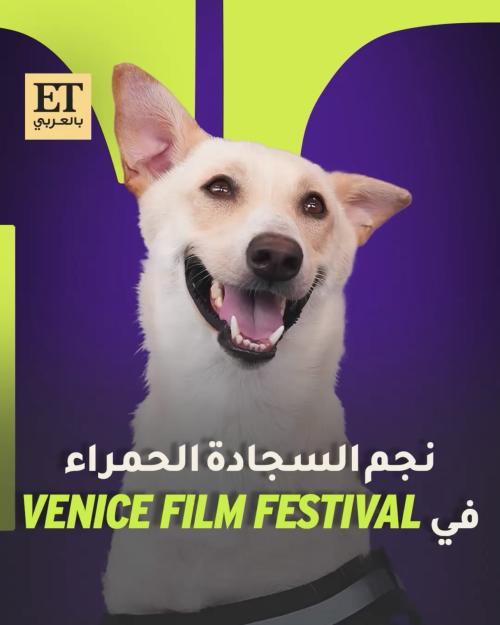 الكلب رامبو