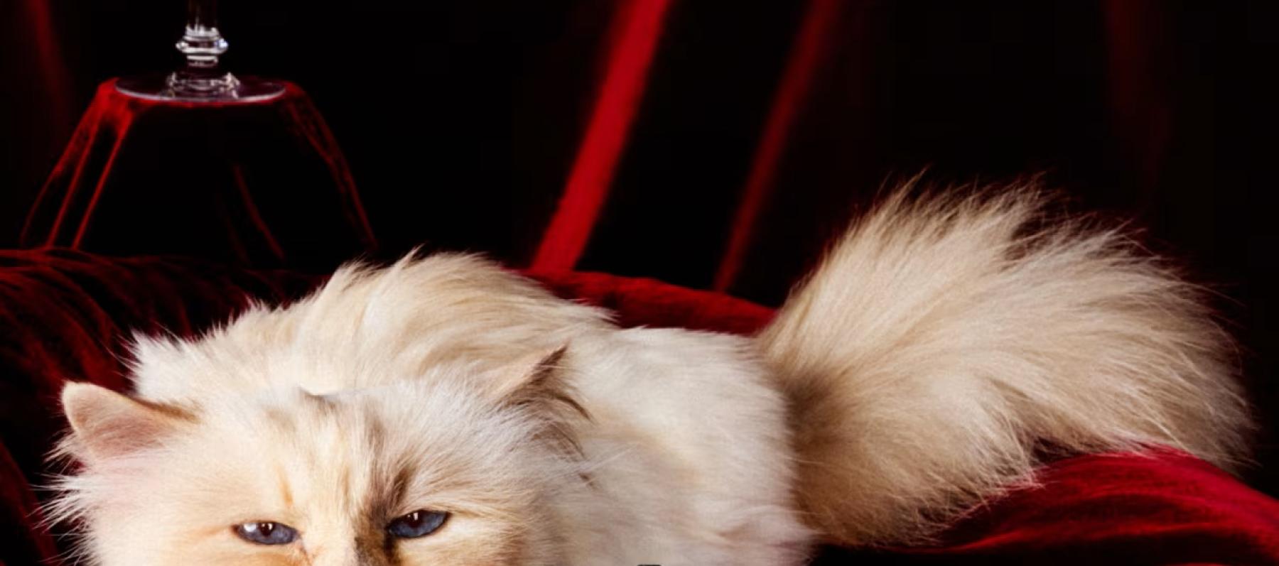 Choupette: من قطة مدللة إلى نجمة عالم الساعات مع هوبلو 