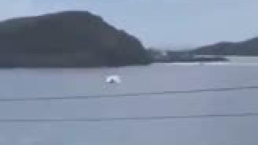 Speed Racer