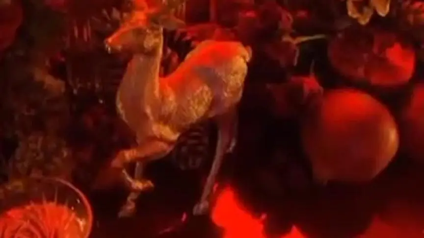 ديكور حفل خطوبة هانو شقيقة هيفاء
