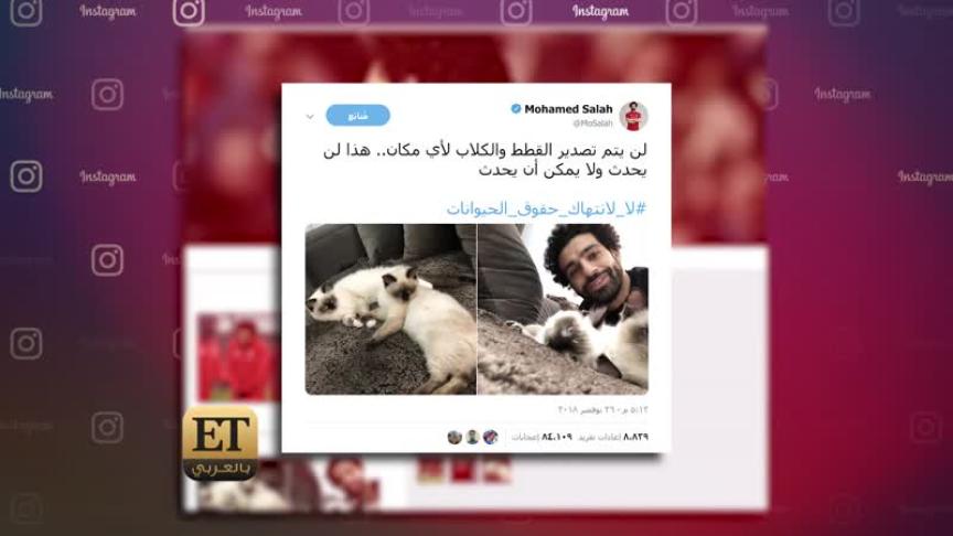 نجوم مصر يقفون بوجه تصدير القطط والكلاب