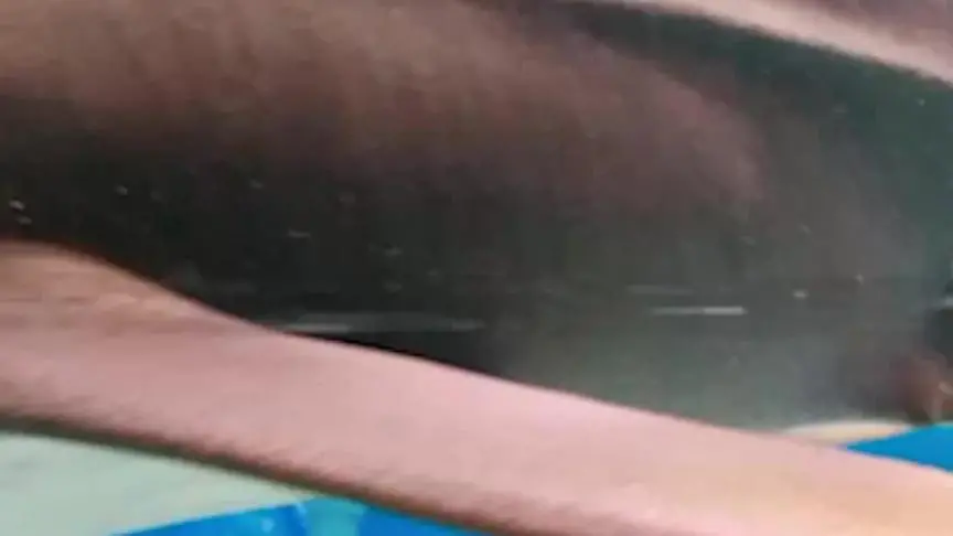 فرقة ميامي تعيد أمجاد بستانس من جزيرة ياس