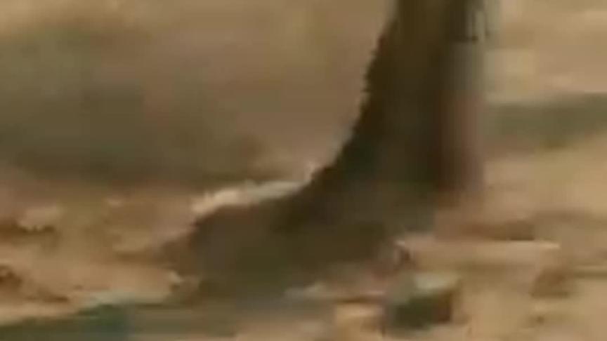 camel questعمر وصفوان ومغامرة شيقة في 
