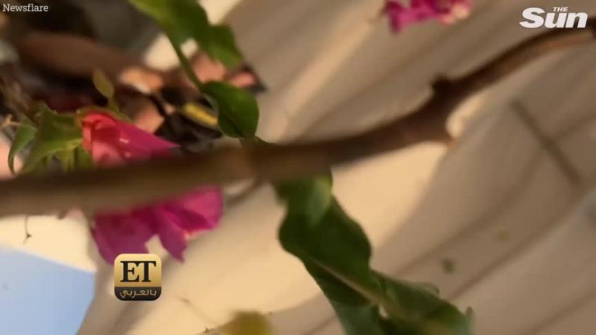 الكورونا تصيب نجوم دفعة بيروت بعد الإنفجار 