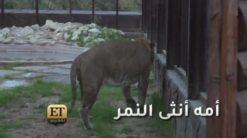 سيف بالحصا يرد على انتقادات استضافة ميشيل موروني