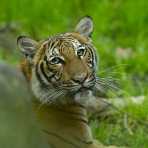 النمرة "ناديا" مصابة بالكورونا