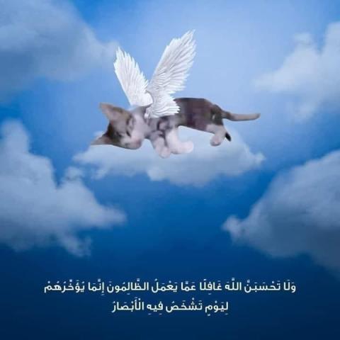 القطة المعذبة