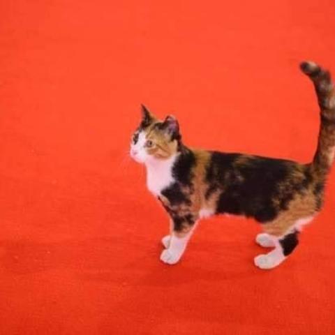 قطة مهرجان القاهرة