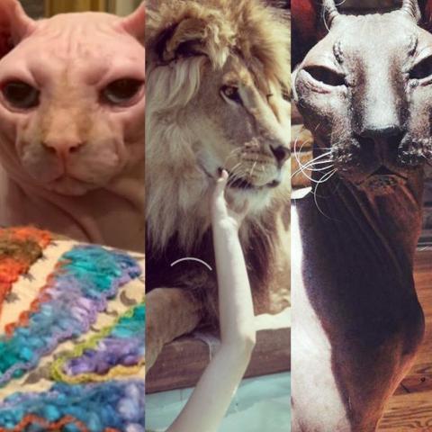 Stars pets
