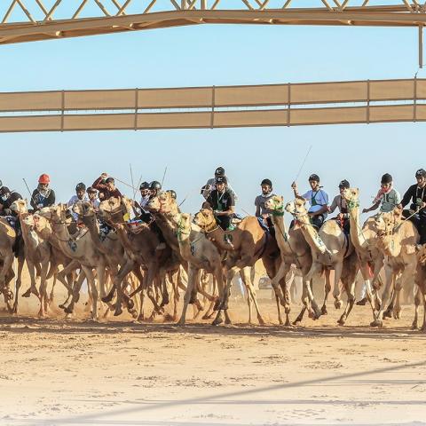 مشاركة نسائية ملفتة في أول نسخة من كأس العلا للهجن