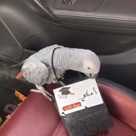 ببغاء كاسكو - تويتر