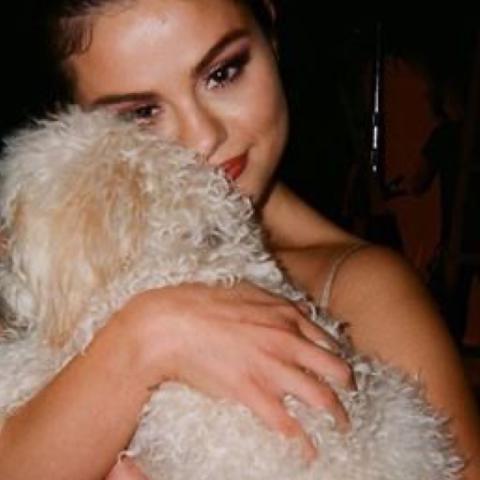 حيوانات أليفة  - كلاب المشاهير - صورة