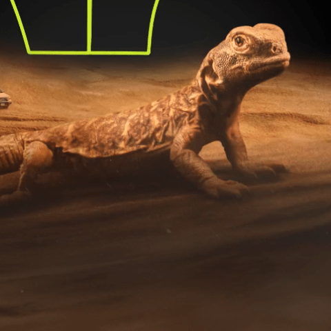 الظب في فيلم شباب البومب