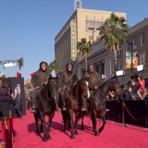 صورة معدلة من حساب apesmovies على إنستقرام