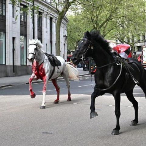 خيول الفرسان الملكية - تويتر