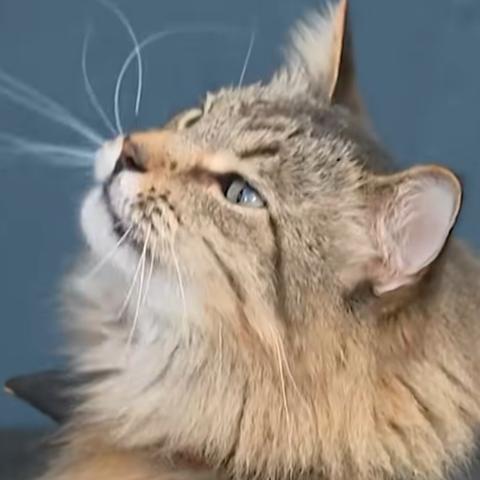 القط Tonic يسرق النجومية في Caught Stealing